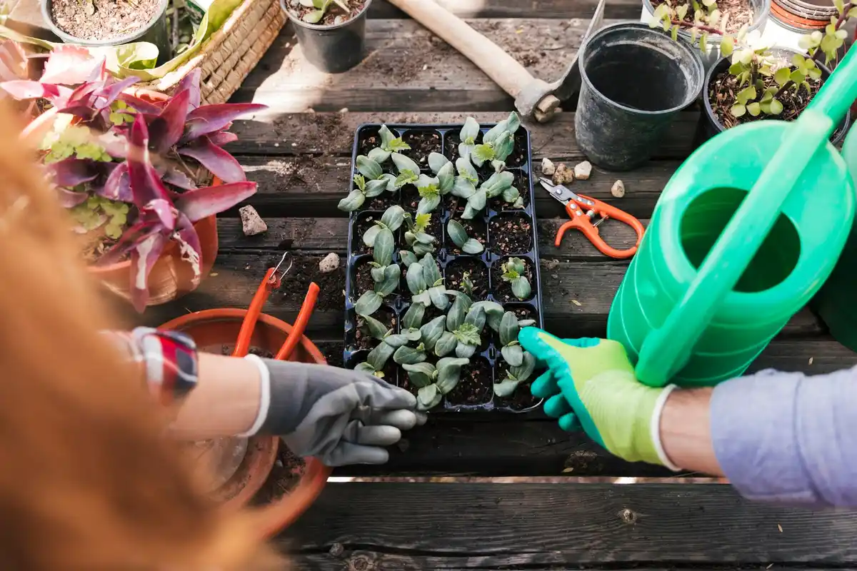 Dutch gardening technique natural soil care