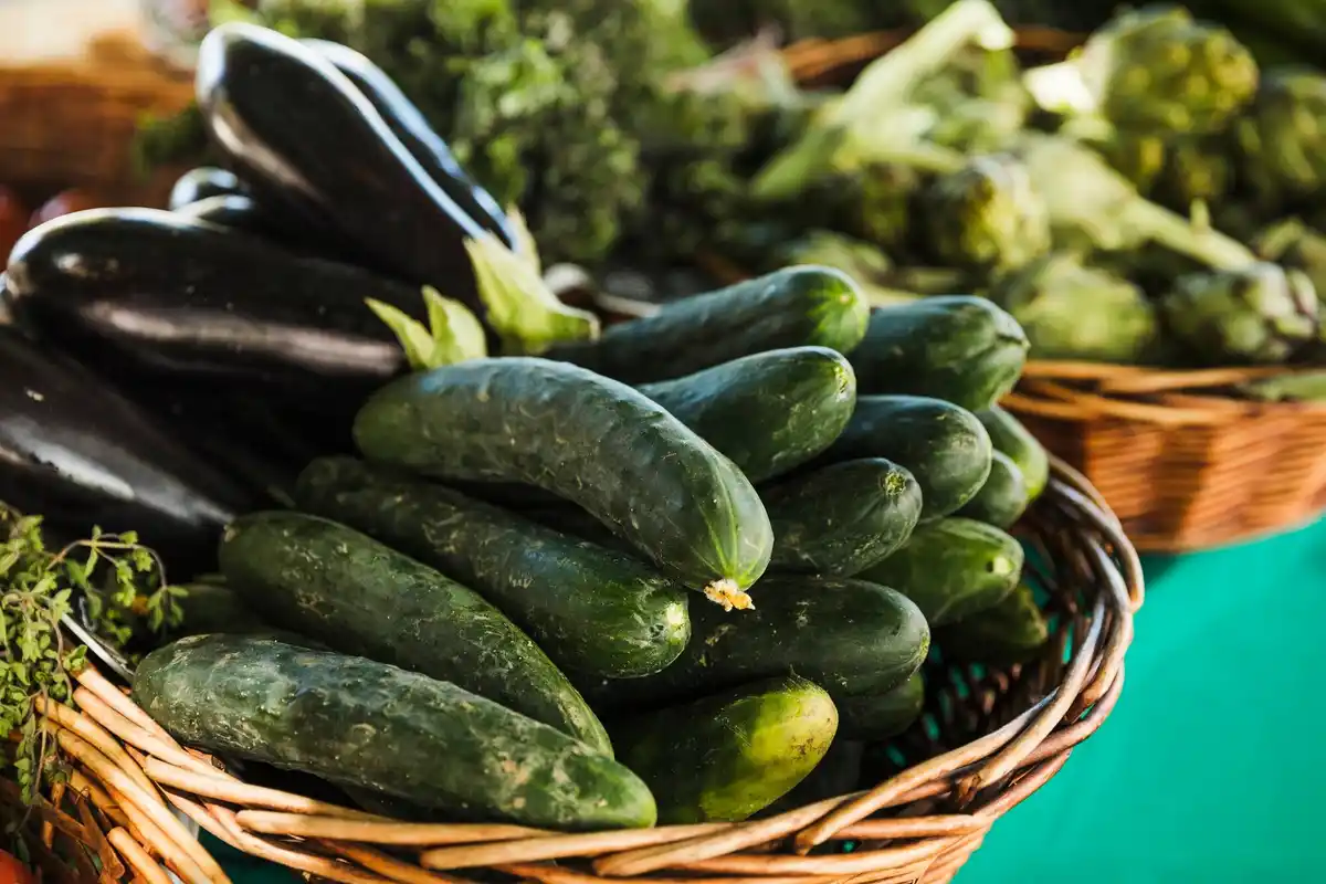 fresh cucumber garden harvest