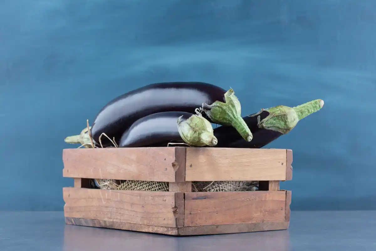 organic fertilizer zucchini plant