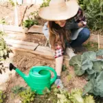 beginner vegetable garden easy to grow vegetables