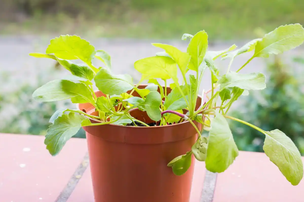 easy home garden lettuce growing in a pot