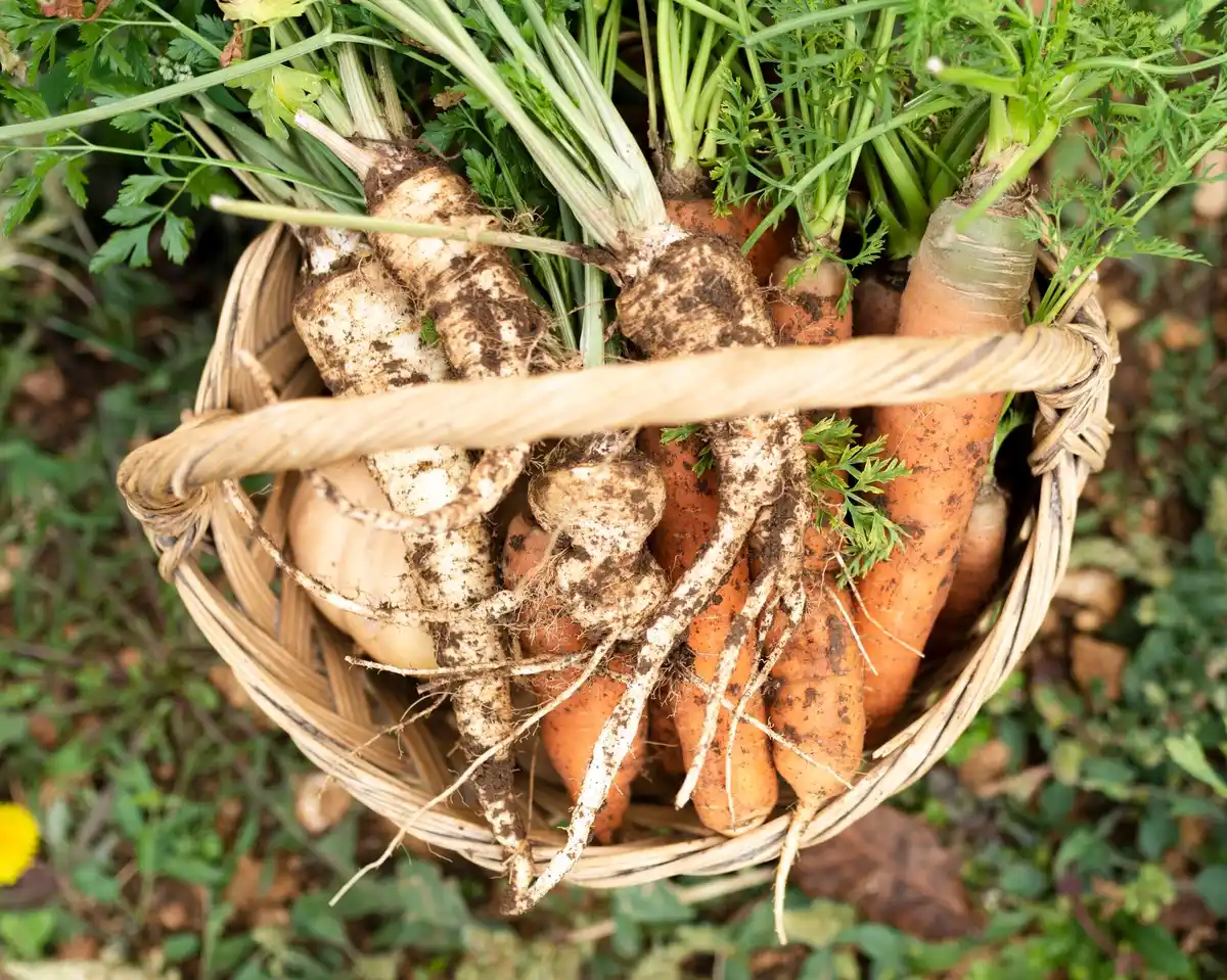 fresh carrots growing in home vegetable garden