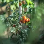 healthy ripe tomato plants summer garden