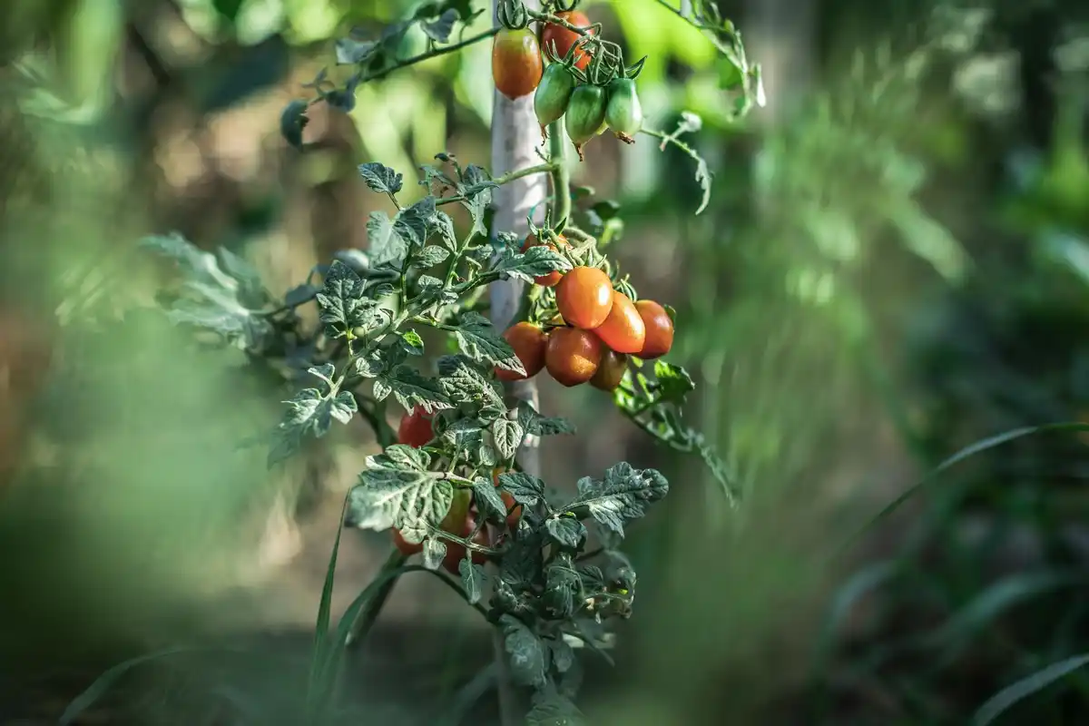 healthy ripe tomato plants summer garden