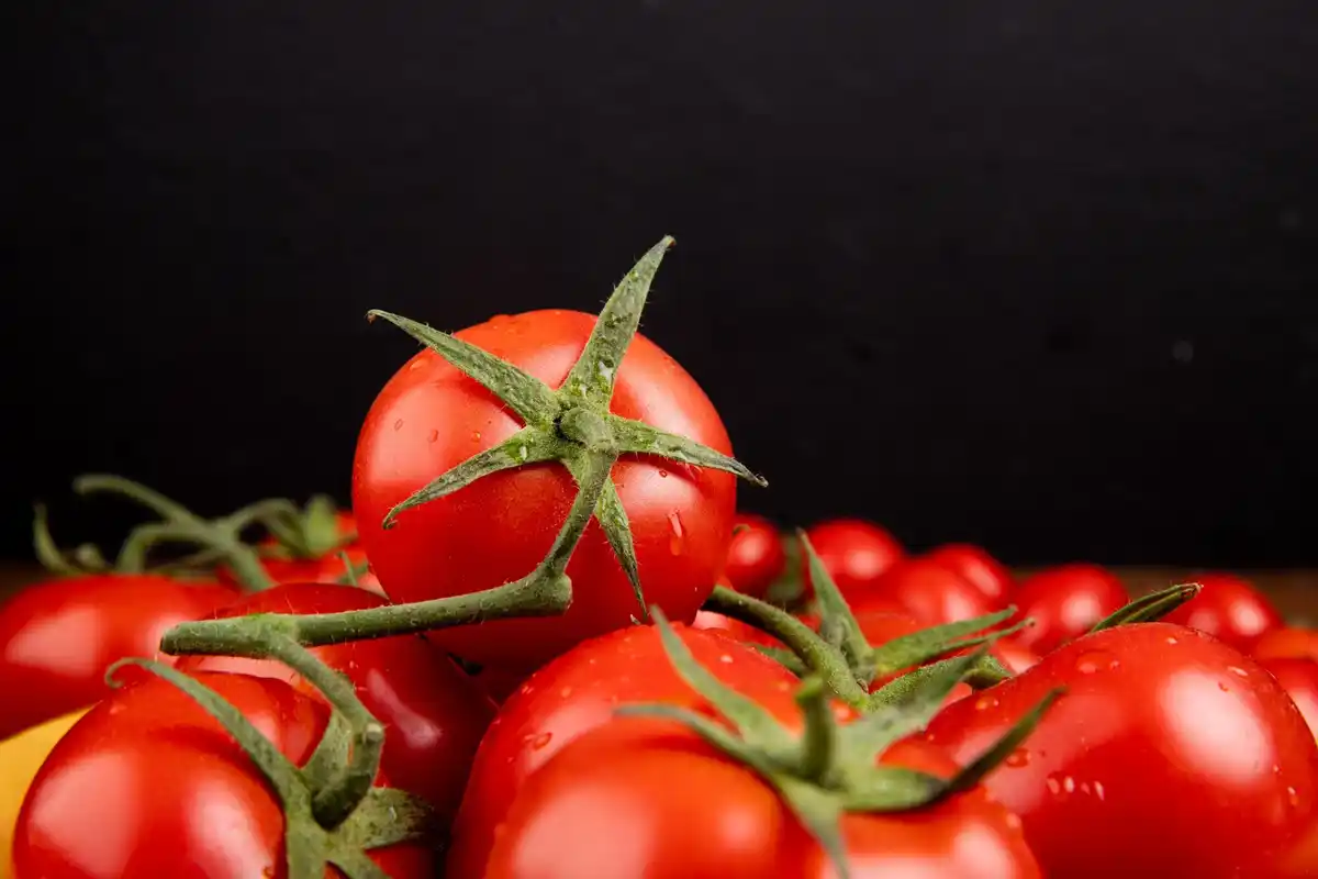 tomato plant healthy red ripe tomatoes