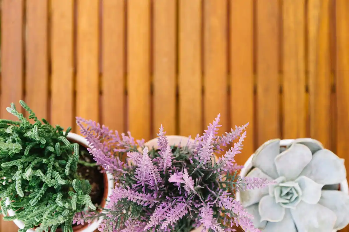 urban balcony garden with herbs and flowers