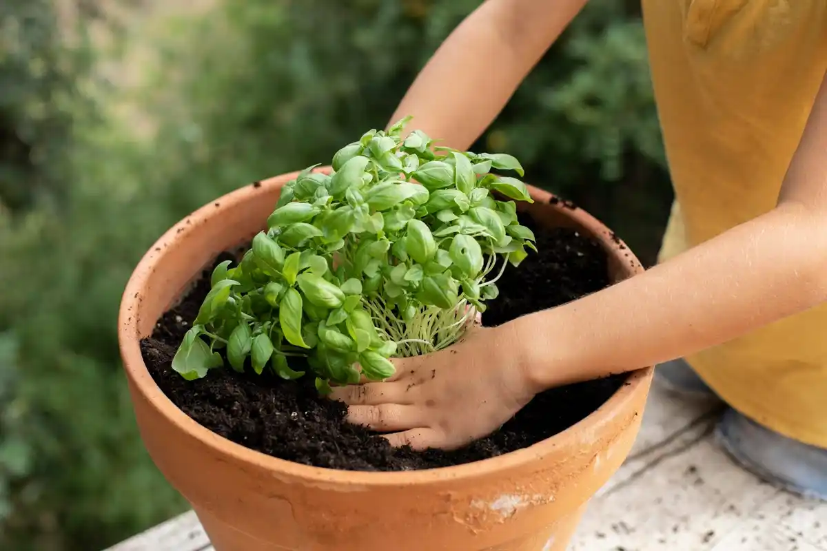 basil plant revival sunlight water care Netherlands home herb grown