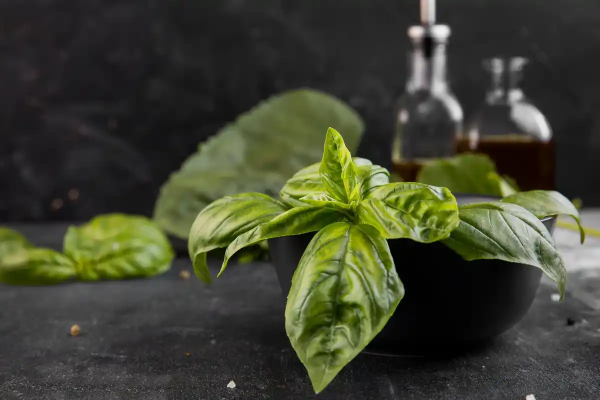 fresh basil plant Netherlands home garden
