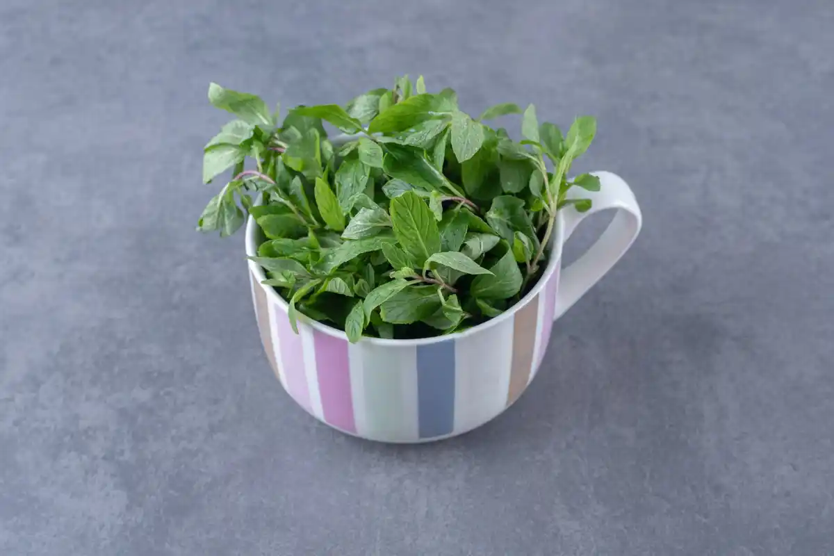 basil herb close-up sunlit kitchen window