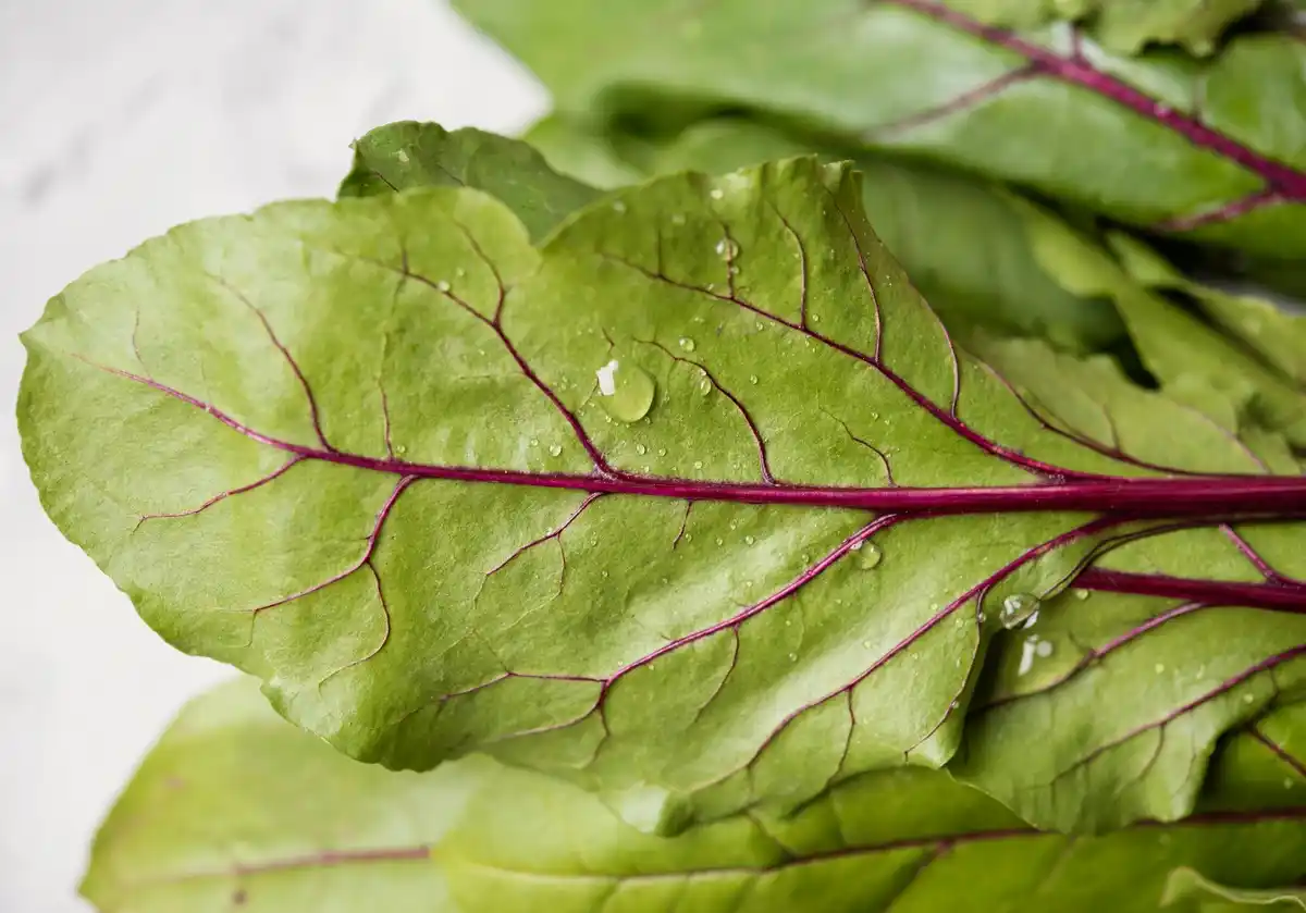 fresh endive with water droplets on leaves