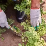 mulching vegetable garden healthy plants organic gardening