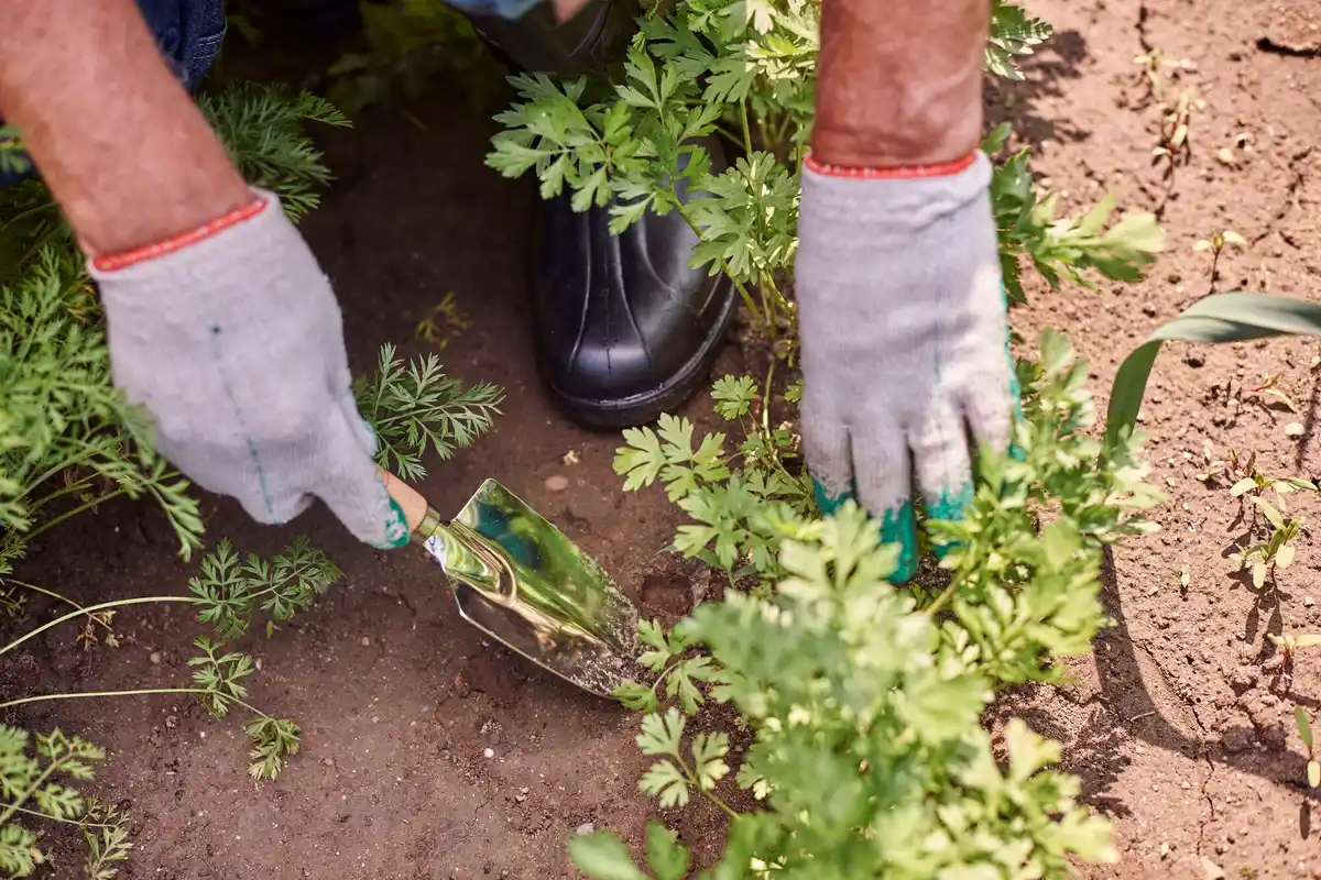 mulching vegetable garden healthy plants organic gardening