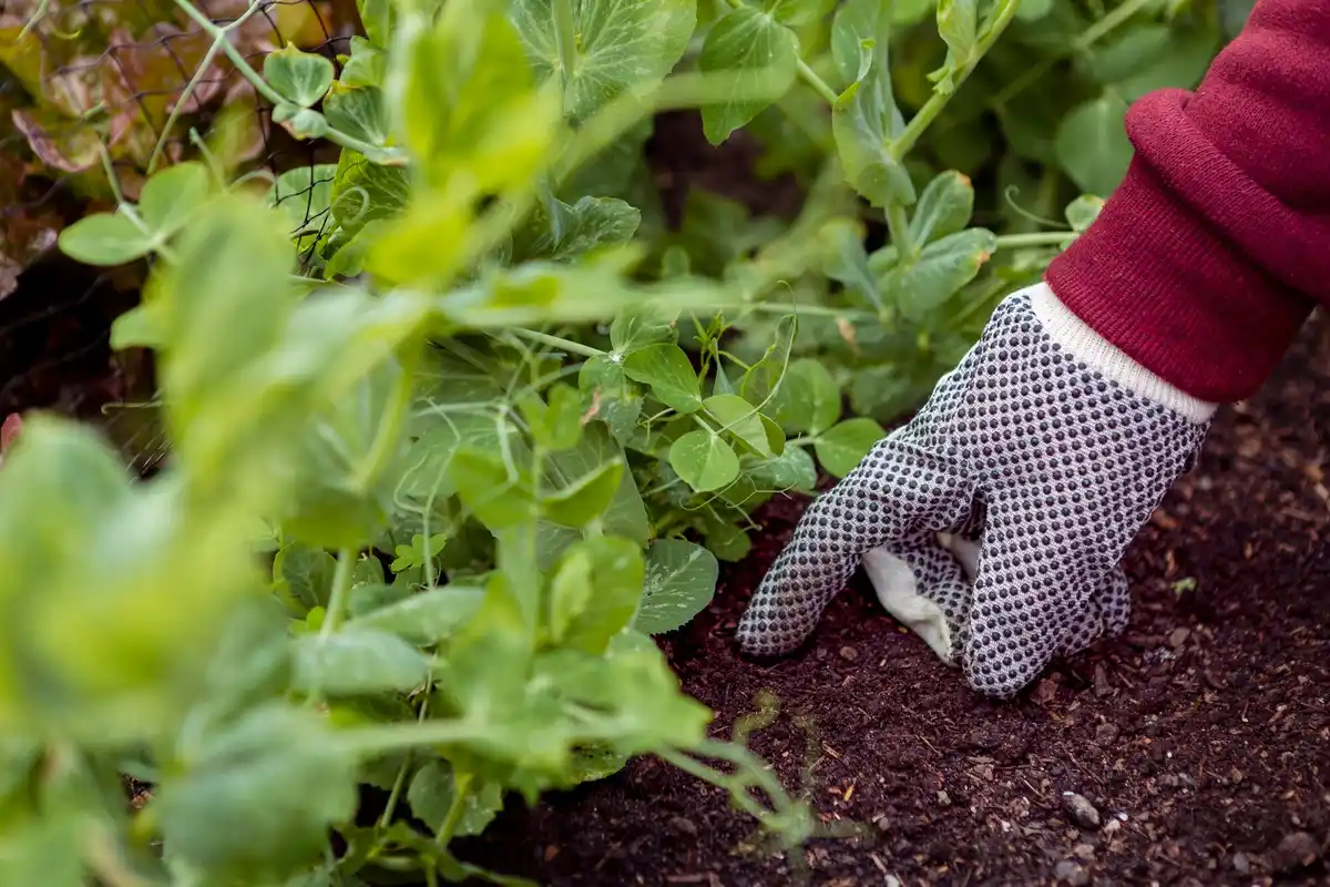 early spring vegetable planting frost protection garden Netherlands