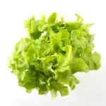 fresh green lettuce close up natural light healthy food