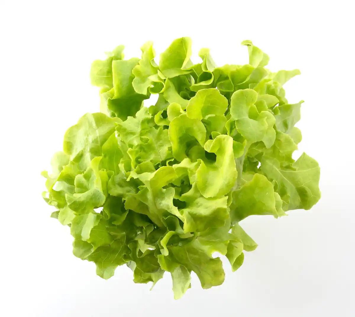 fresh green lettuce close up natural light healthy food