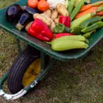 fresh Dutch vegetable garden harvest raised beds