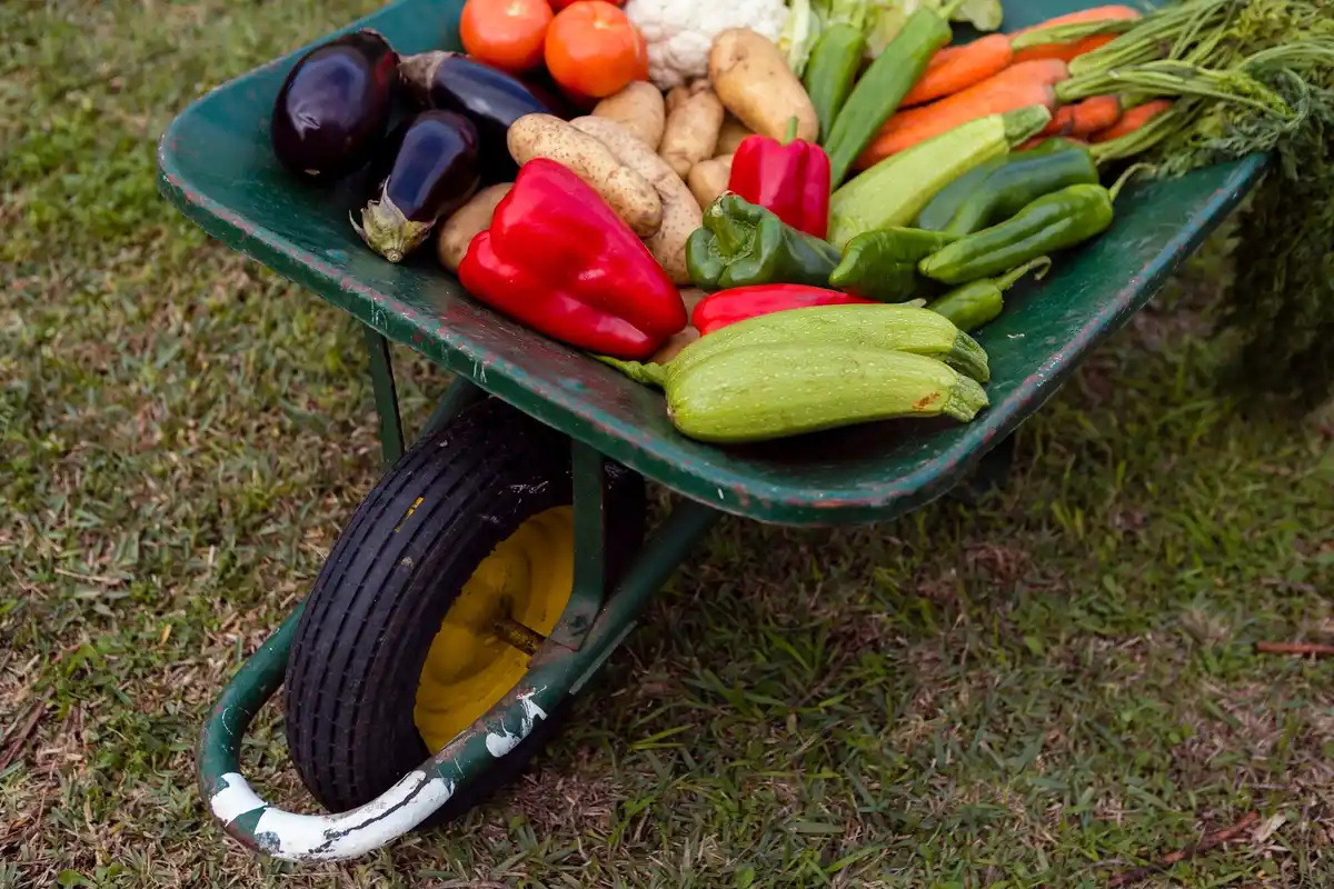 fresh Dutch vegetable garden harvest raised beds