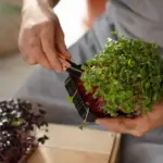 easy urban vegetable gardening beginner radish spinach zucchini pot