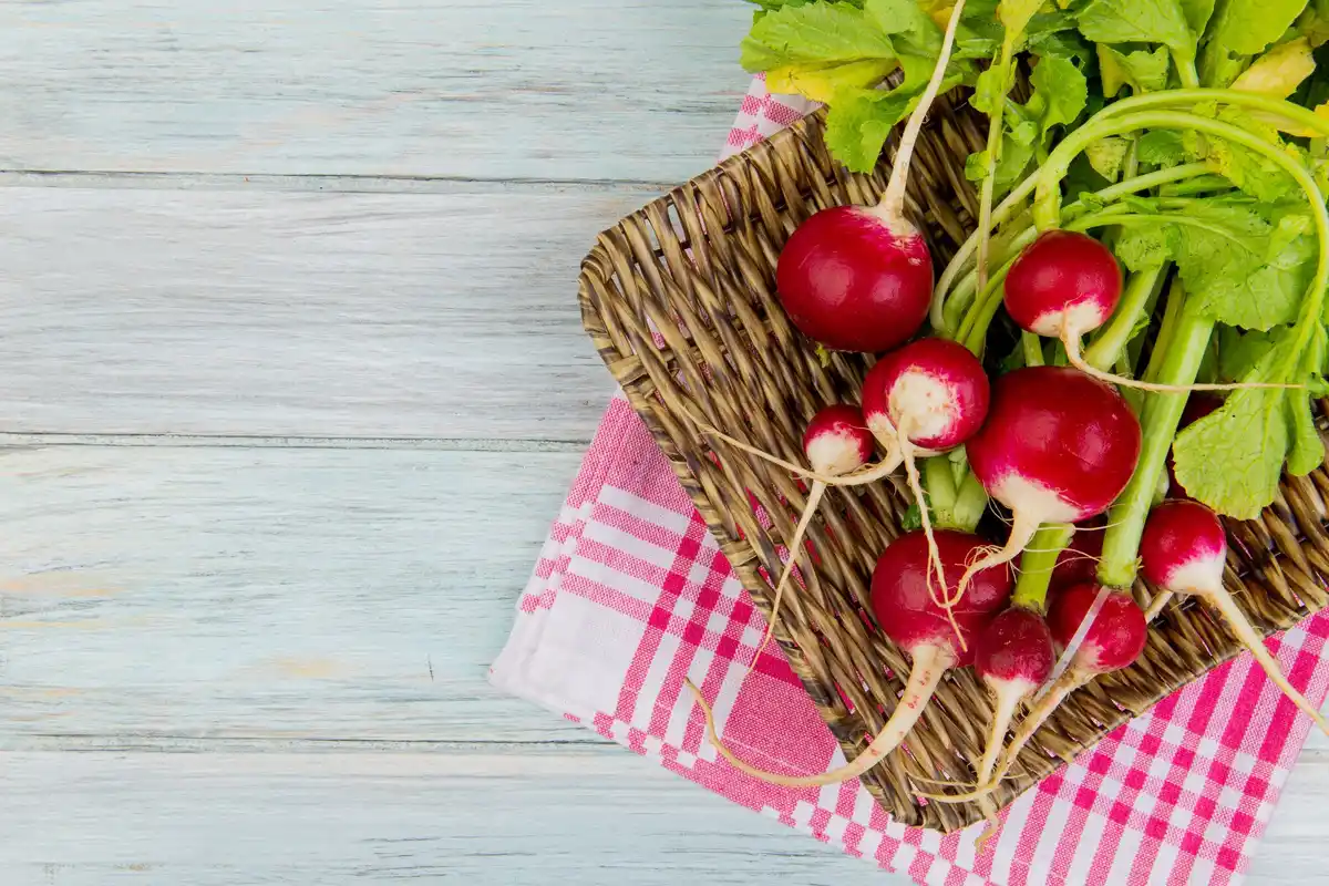 easy growing radish in pot urban garden