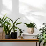 easy low maintenance houseplants modern living room bright interior