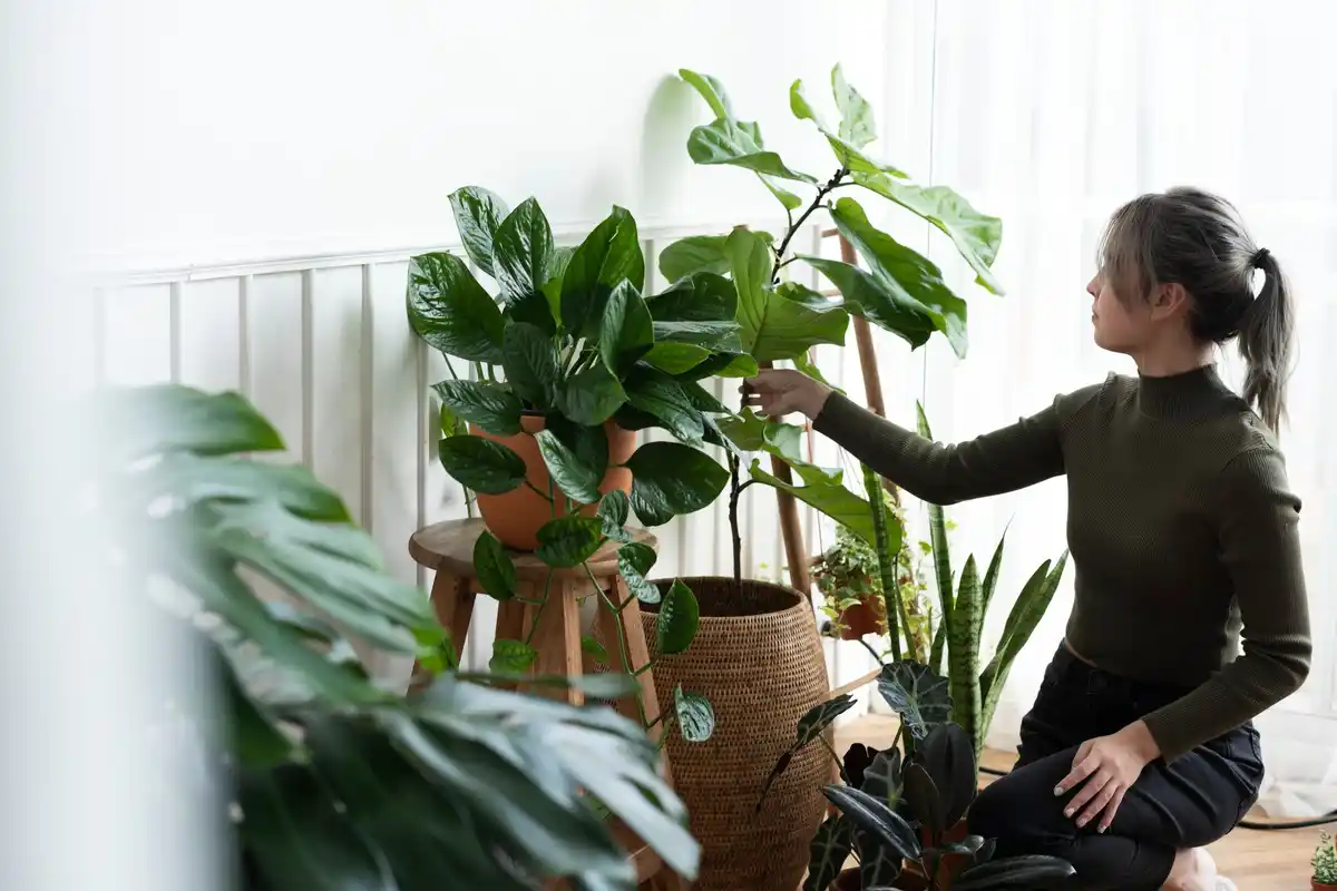 easy low maintenance houseplants bright interior
