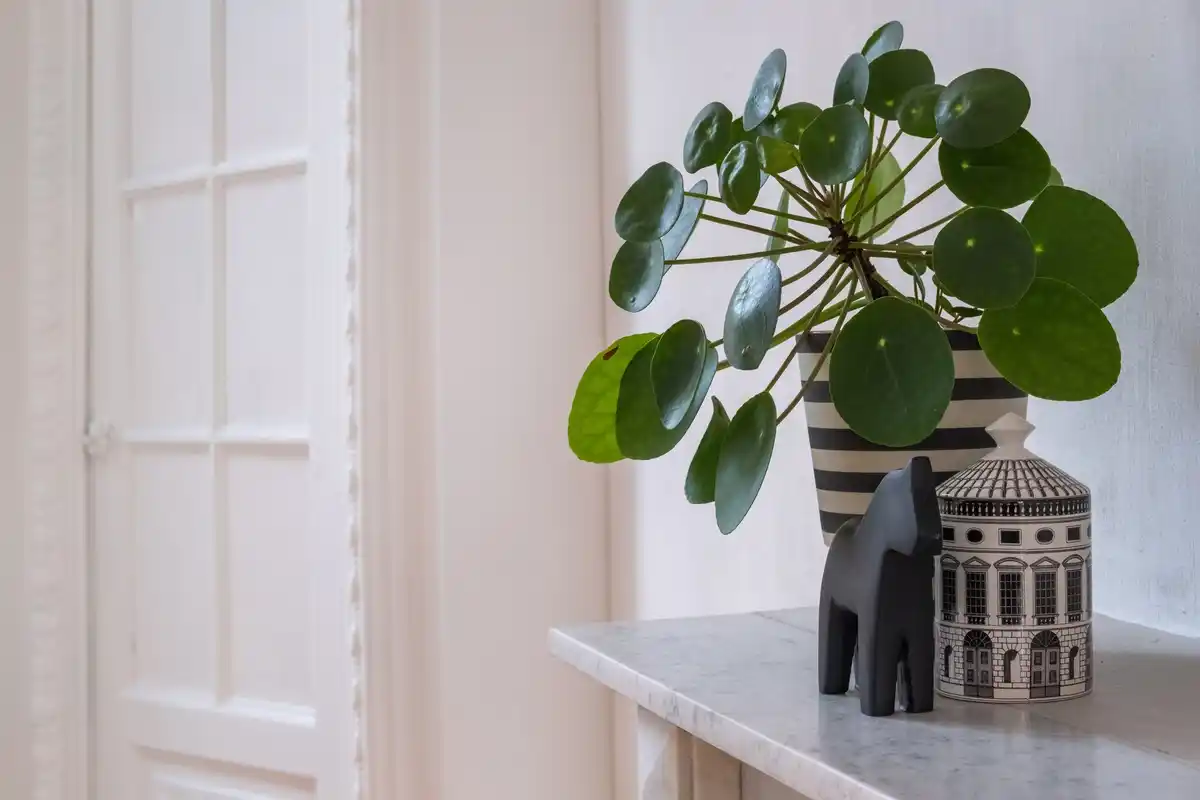 modern living room houseplants monstera zamioculcas fern