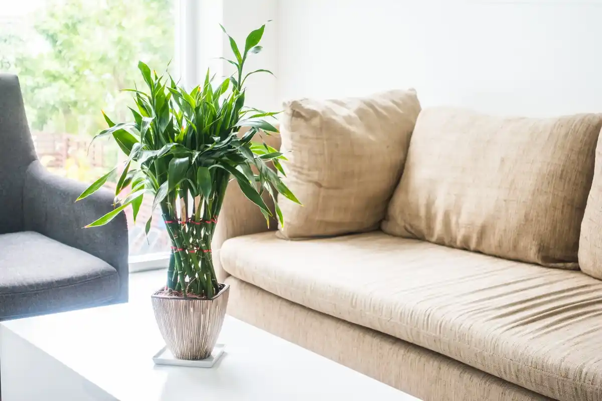 Sansevieria houseplant in modern living room
