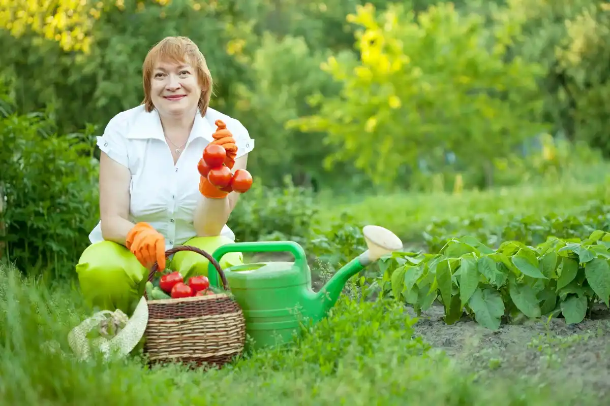 home vegetable garden Netherlands fresh organic vegetables