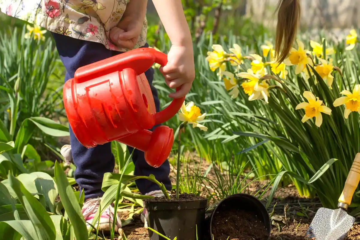 watering home garden vegetables Netherlands