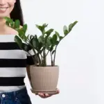 easy indoor plant growing healthy green leaves