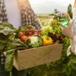 vegetable garden harvest netherlands backyard fresh vegetables