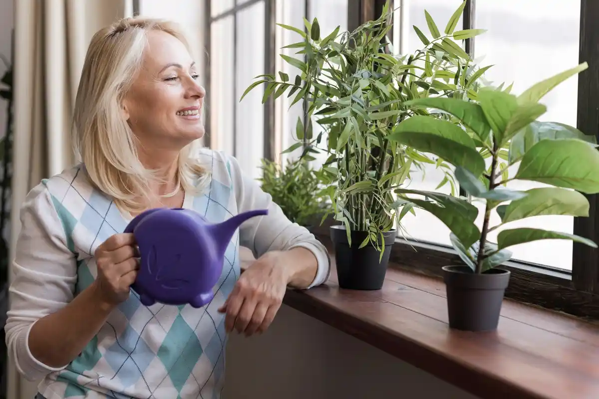 Dutch indoor plants near window