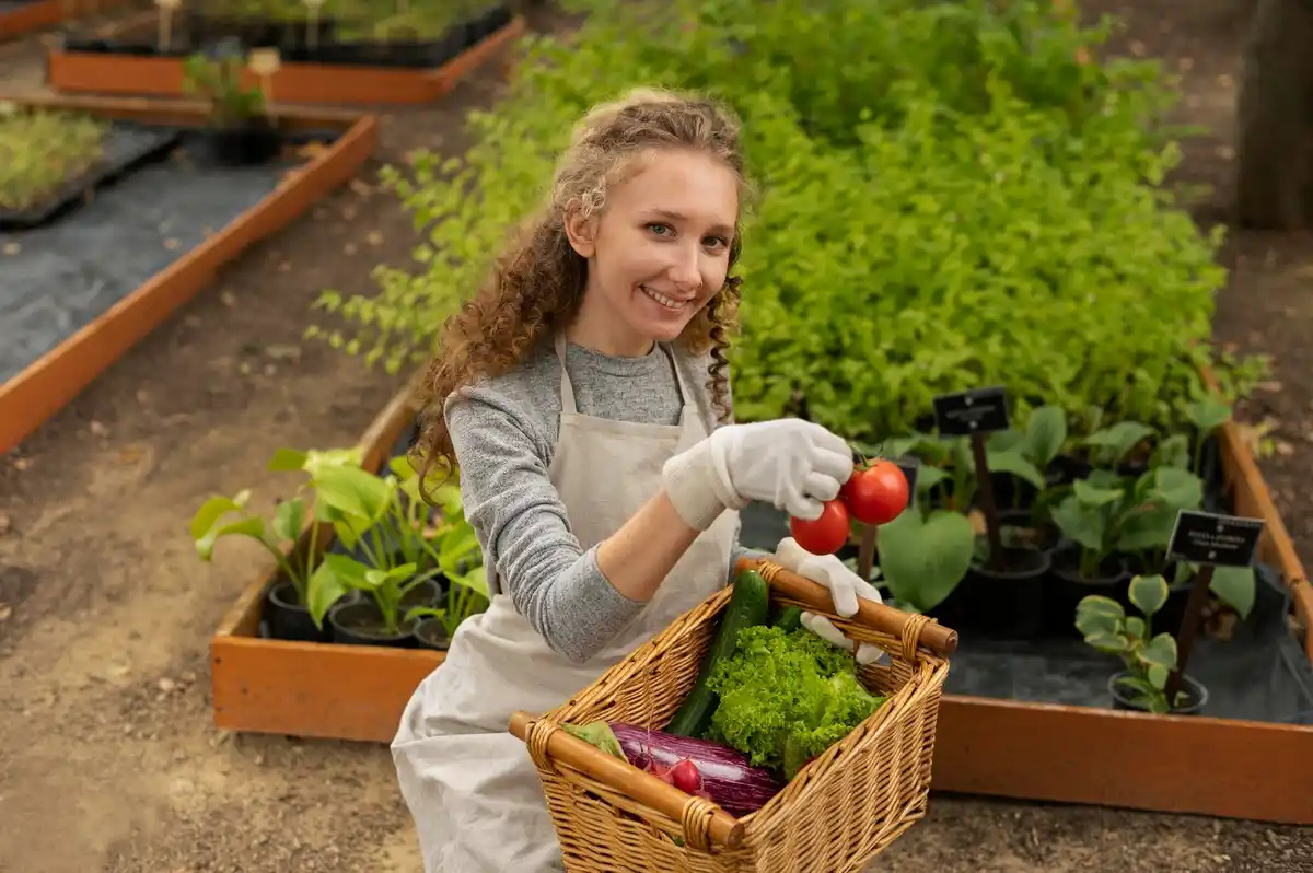 harvesting fresh vegetables from home garden
