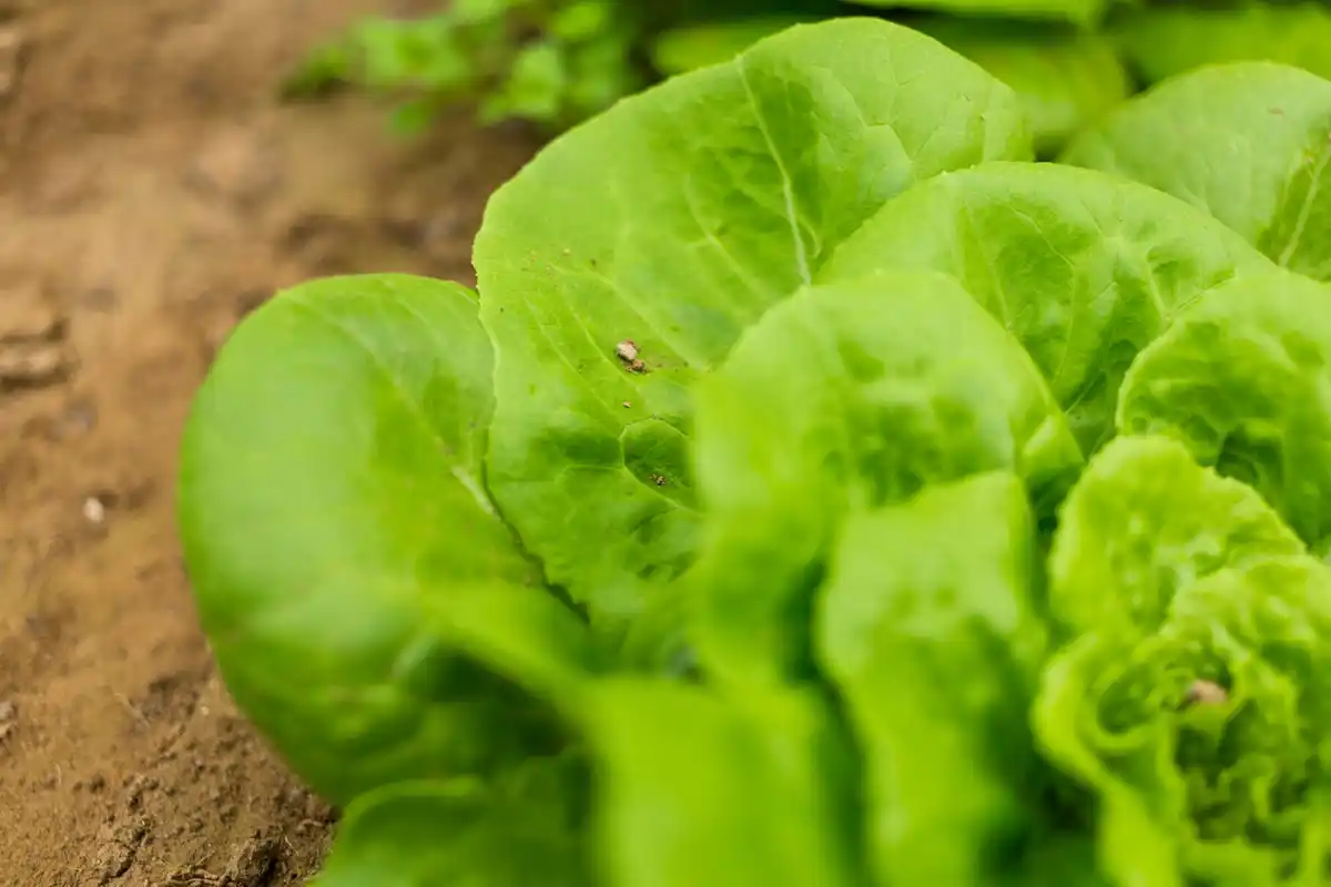 fresh homegrown salad lettuce in a garden