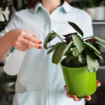 watering indoor plants natural methods