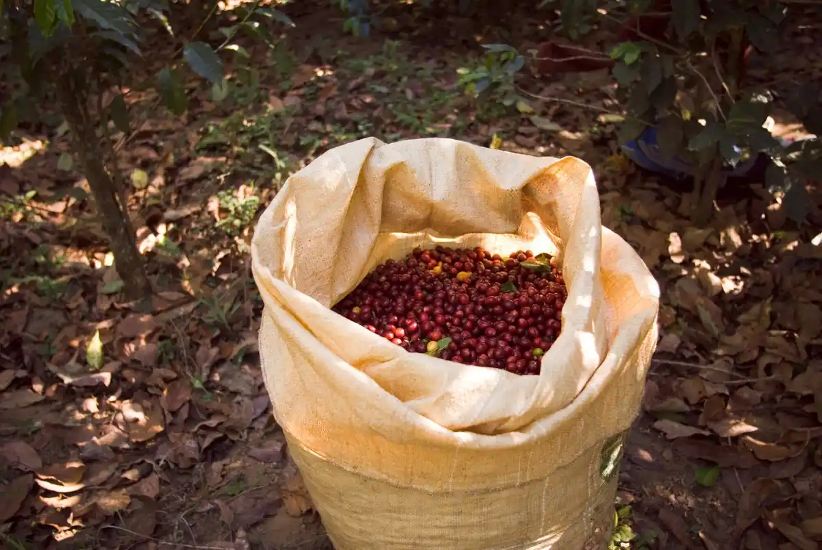 Coffee grounds fertilizer garden