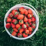 fresh strawberry garden backyard summer harvest