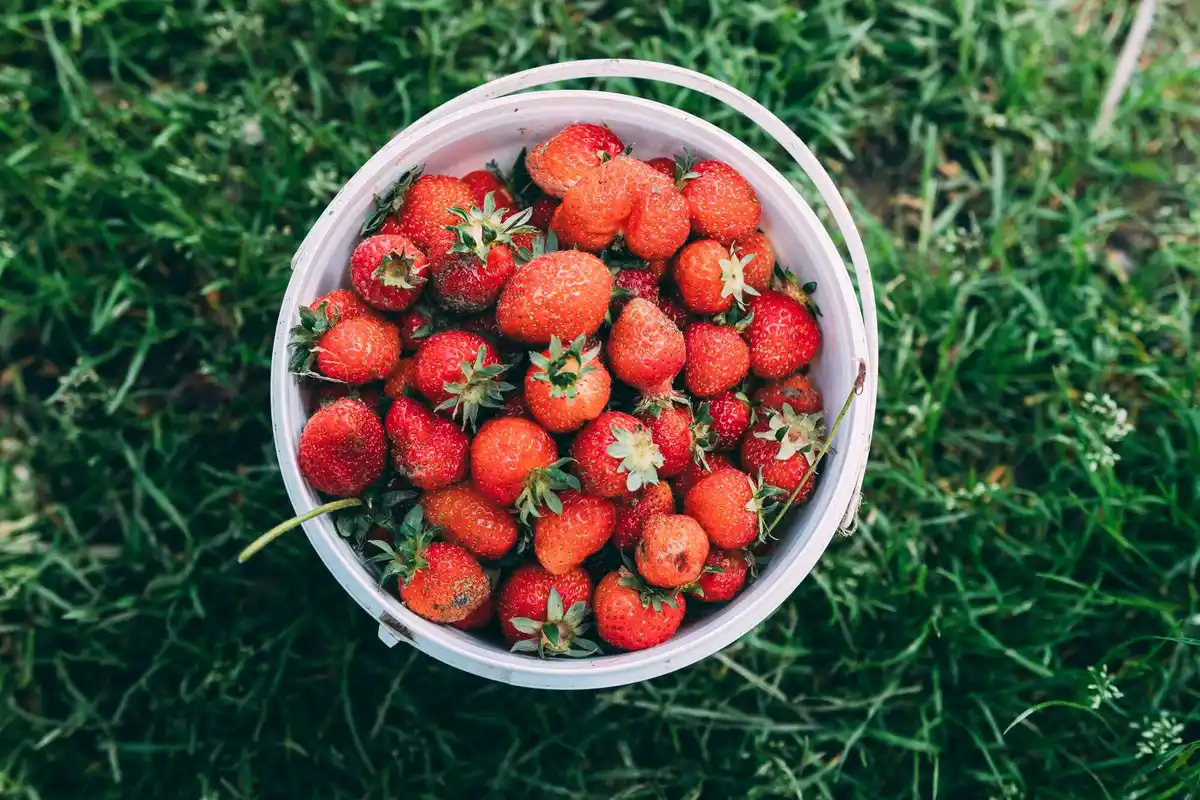 fresh strawberry garden backyard summer harvest