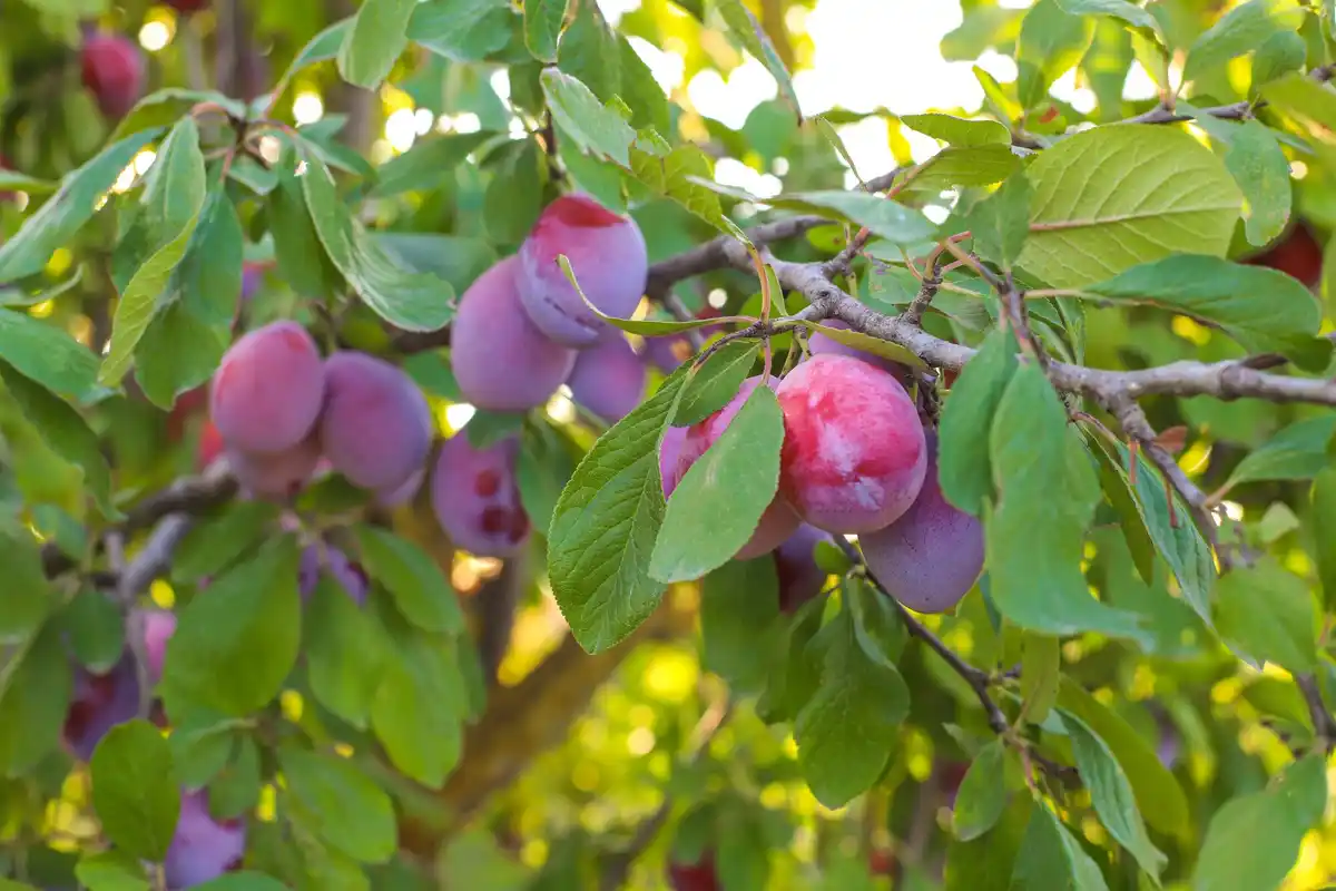 fruit garden shrub with few fruits