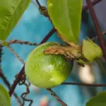 close-up diseased fruit tree leaves Dutch orchard gardener