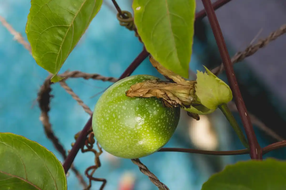 close-up diseased fruit tree leaves Dutch orchard gardener