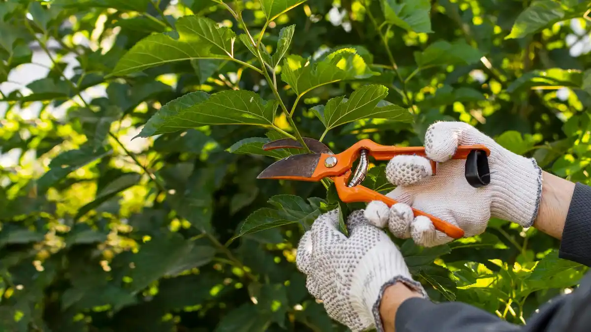 gardener inspecting fruit tree leaves for disease