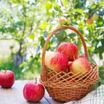 juicy apples in Dutch orchard mulching apple tree spring
