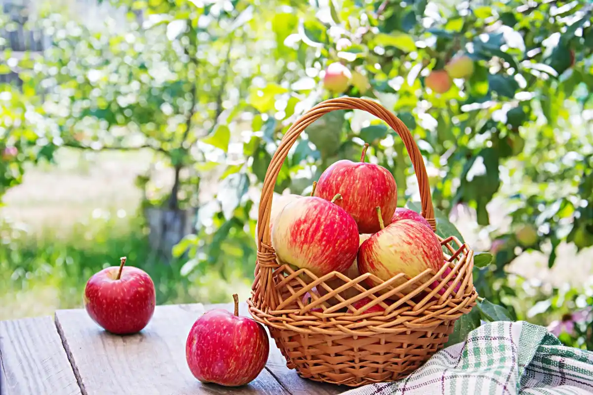 juicy apples in Dutch orchard mulching apple tree spring
