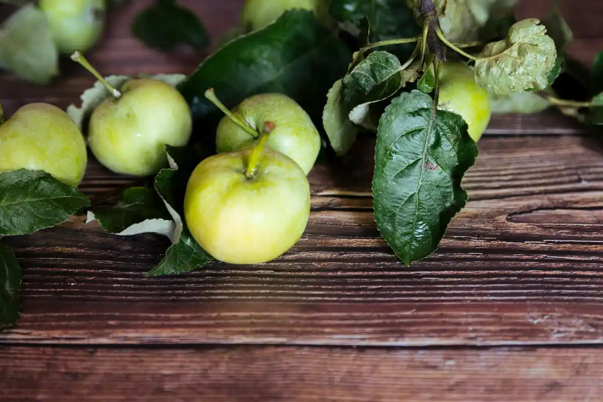 apple orchard Netherlands juicy apples