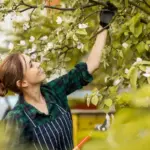 home garden easy berry bushes Netherlands