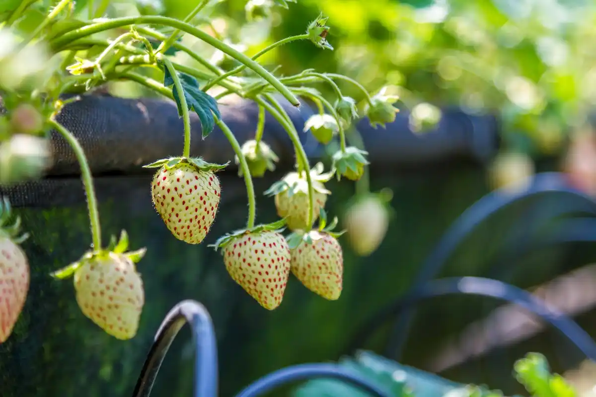 raspberry bush garden netherlands