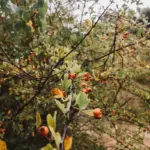 ripe sweet peaches on tree sunny Dutch garden