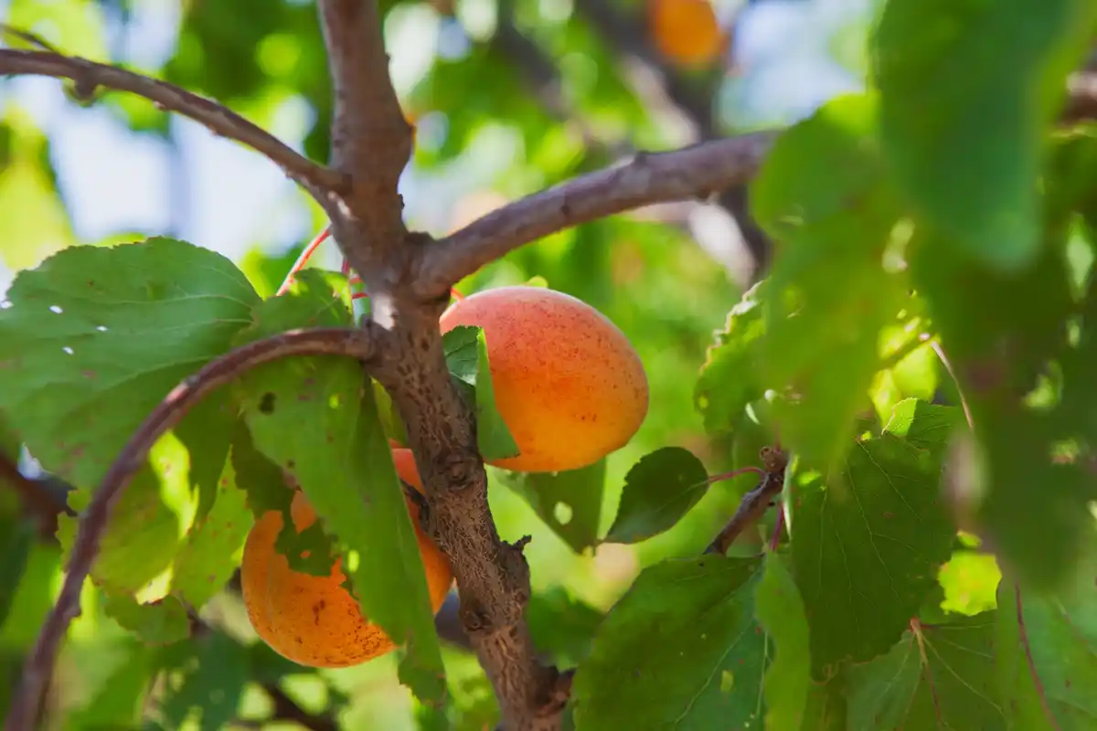 peach tree in dutch garden