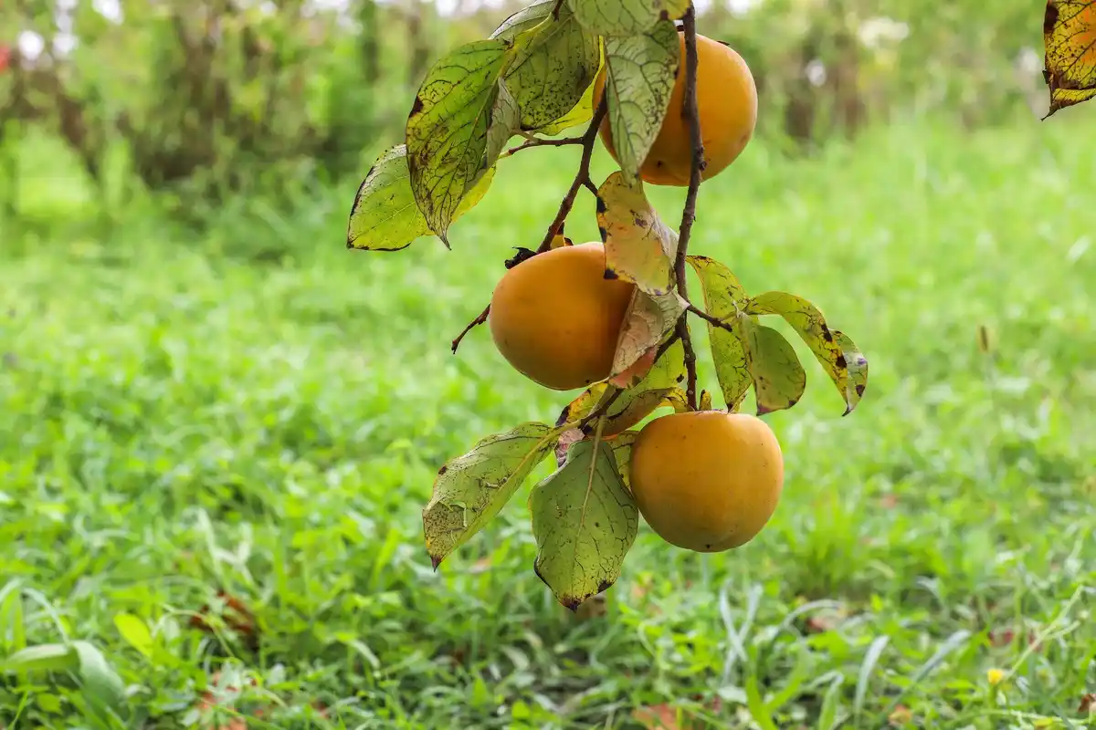 ripe peaches on tree summer garden netherlands